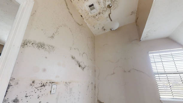 Best Mold Remediation for Healthcare Facilities  in Missoula, MT