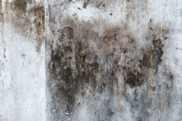 Dehumidification Services in Missoula, MT