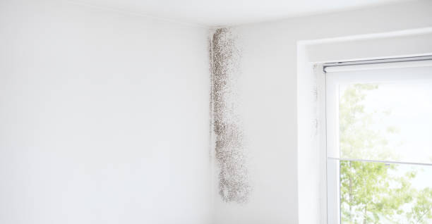 Best Attic Mold Removal  in Missoula, MT