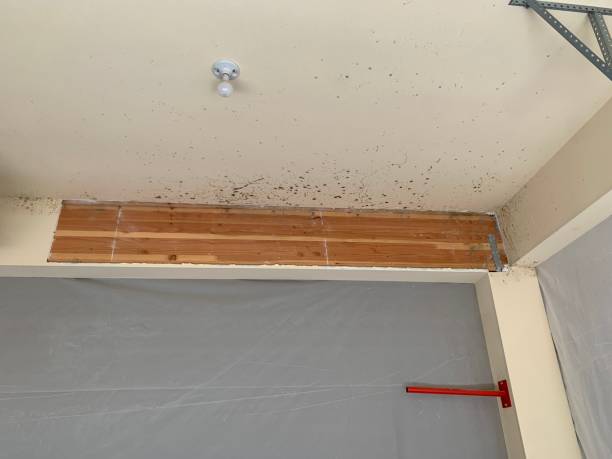 Best Airborne Mold Testing  in Missoula, MT