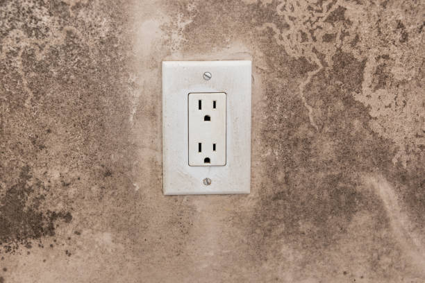 Best Mold Damage Restoration  in Missoula, MT