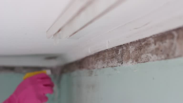 Best Real Estate Mold Inspection  in Missoula, MT